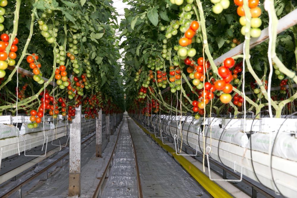 Der Neusser Karneval und die Tomaten aus Neurath